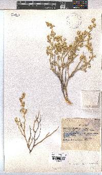 Hermannia minutiflora image