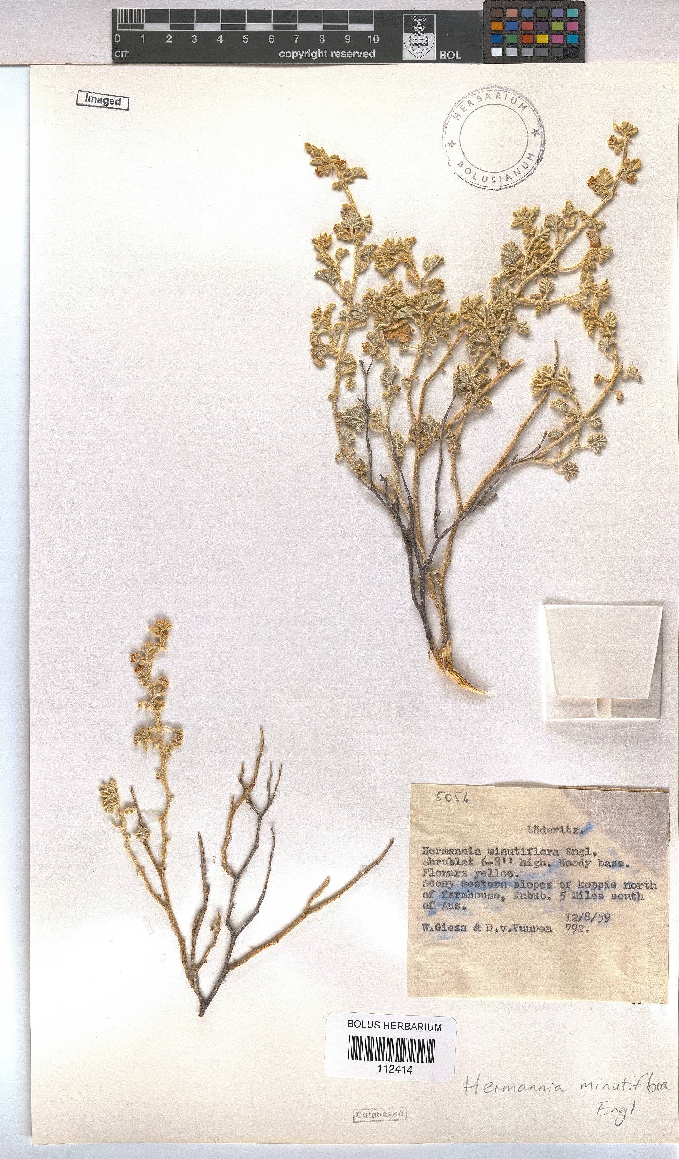 Hermannia minutiflora image