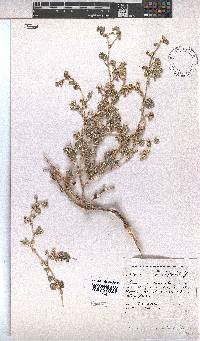 Hermannia minutiflora image