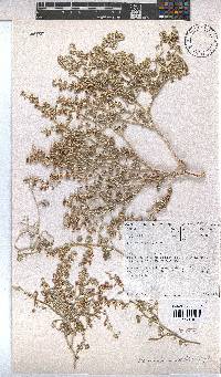 Hermannia minutiflora image