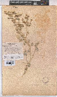 Hermannia minutiflora image