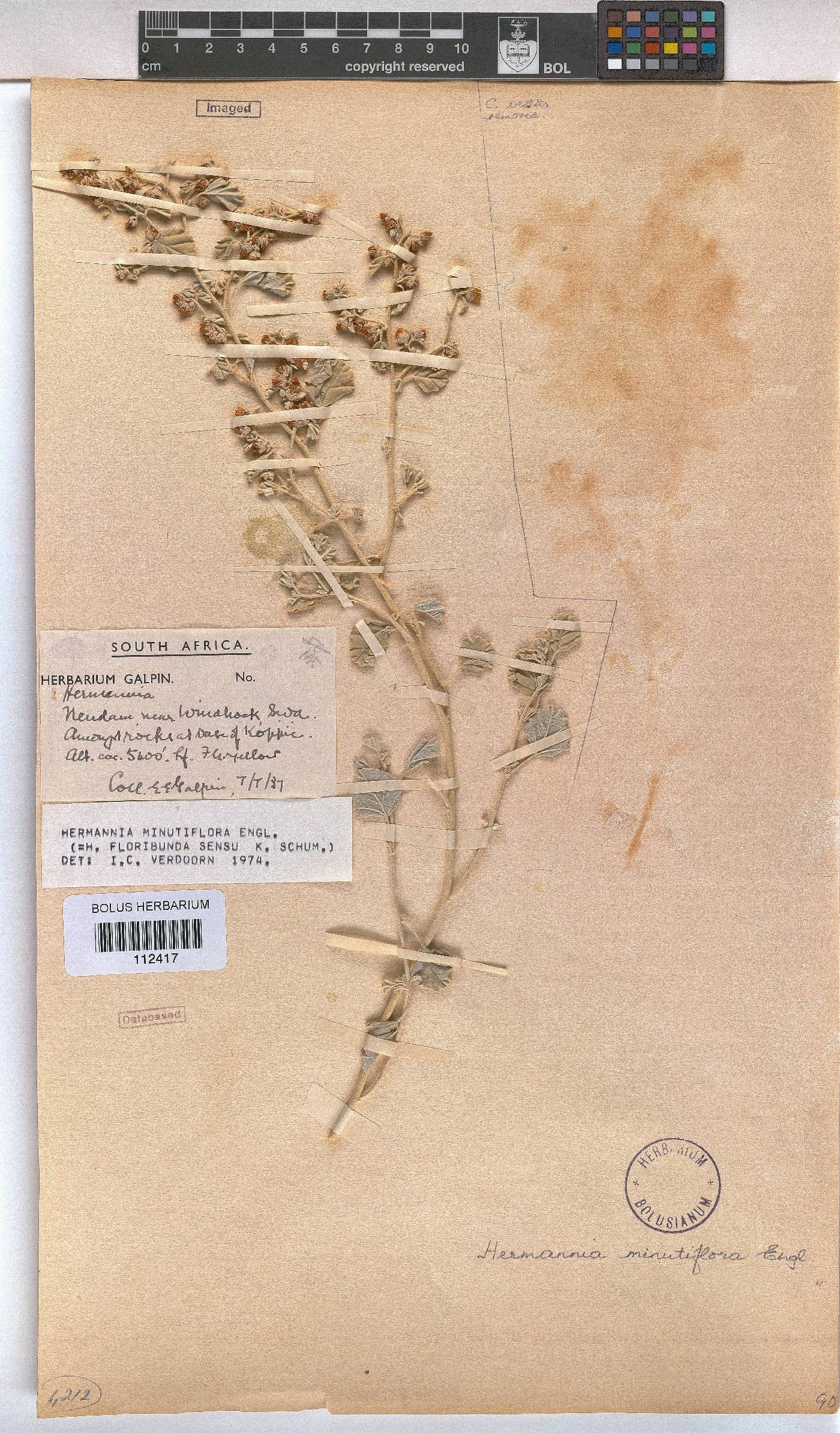 Hermannia minutiflora image