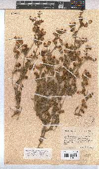 Hermannia althaeifolia image