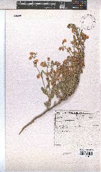 Hermannia althaeifolia image
