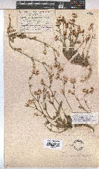 Hermannia althaeifolia image