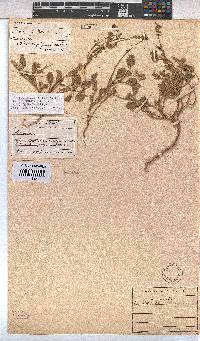 Hermannia althaeifolia image