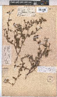 Hermannia althaeifolia image
