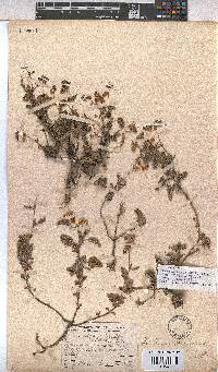 Hermannia althaeifolia image
