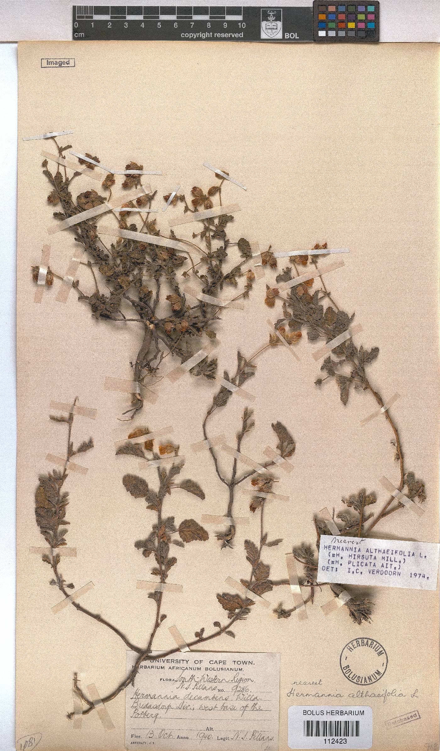 Hermannia althaeifolia image