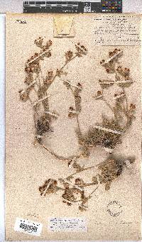Hermannia althaeifolia image