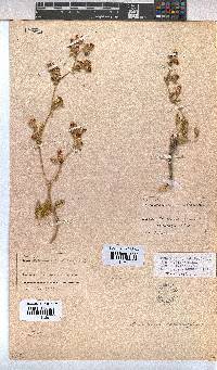 Hermannia althaeifolia image