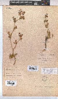 Hermannia althaeifolia image