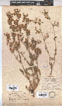 Hermannia althaeifolia image