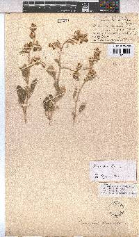 Hermannia incana image