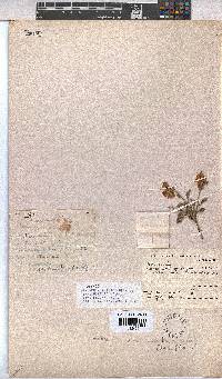 Hermannia althaeifolia image