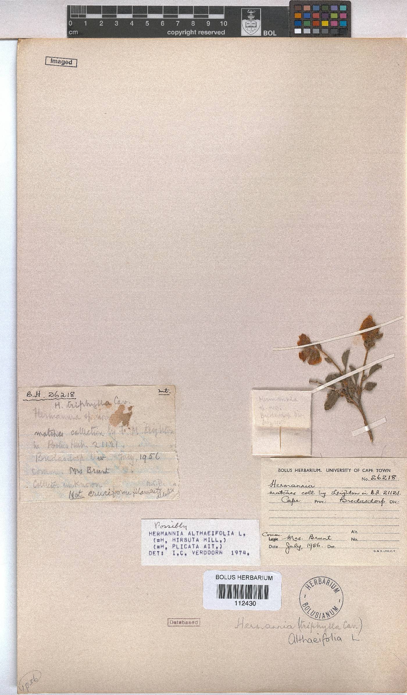 Hermannia althaeifolia image