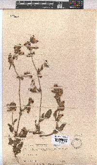 Hermannia althaeifolia image