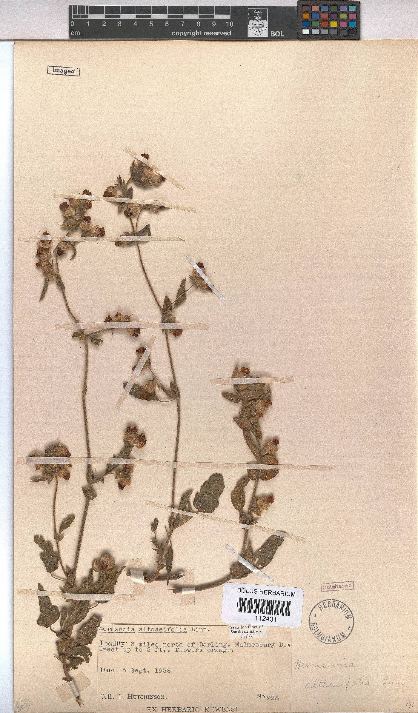 Hermannia althaeifolia image
