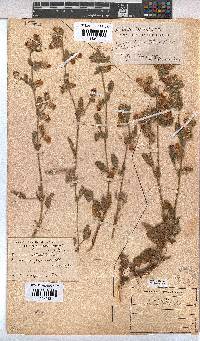 Hermannia althaeifolia image