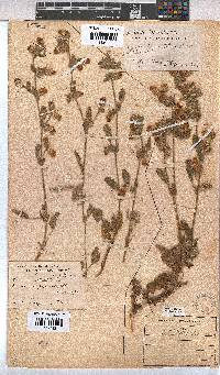 Hermannia althaeifolia image