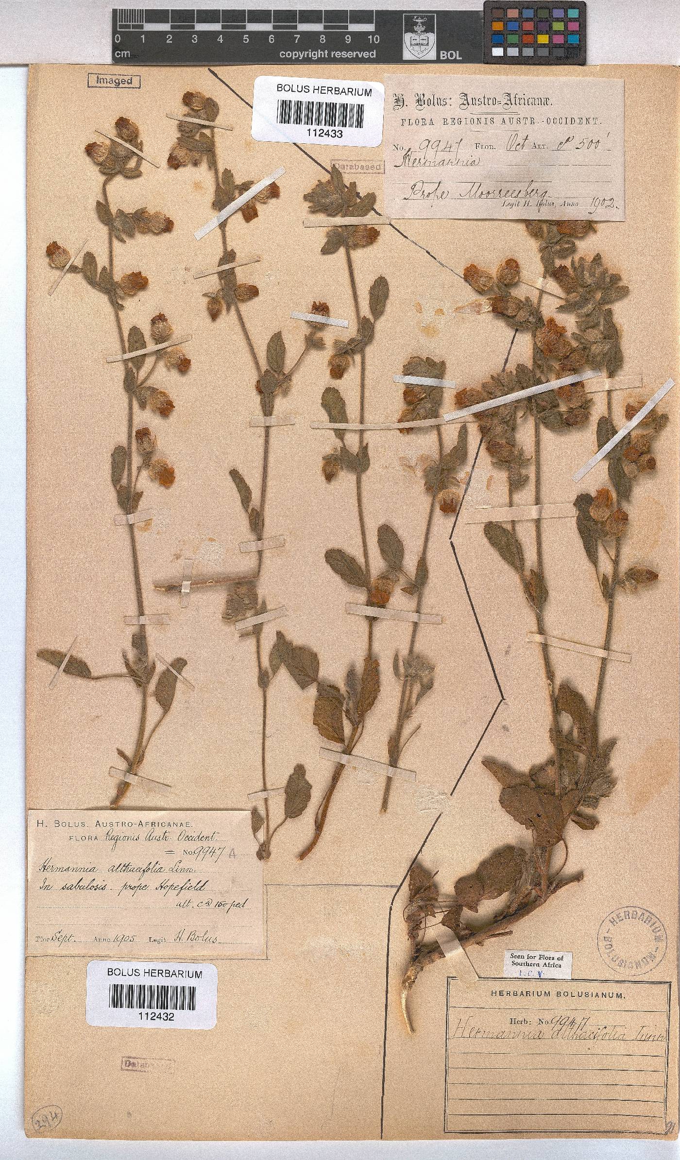 Hermannia althaeifolia image
