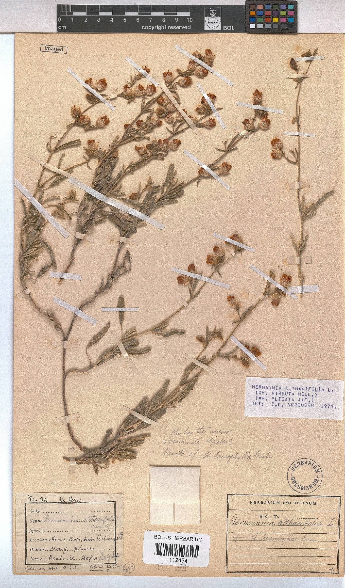 Hermannia althaeifolia image
