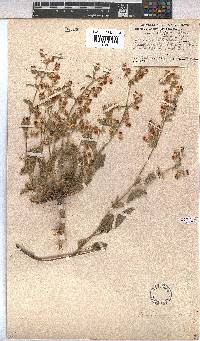 Hermannia althaeifolia image