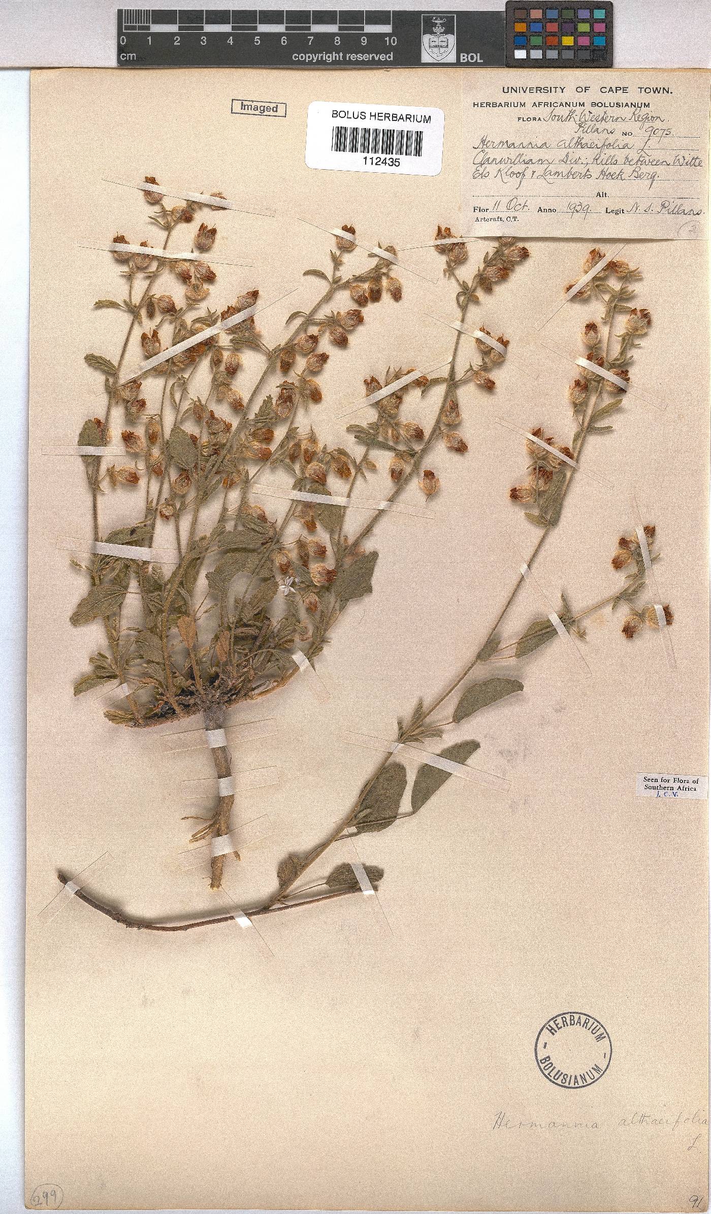 Hermannia althaeifolia image