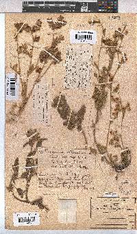 Hermannia althaeifolia image