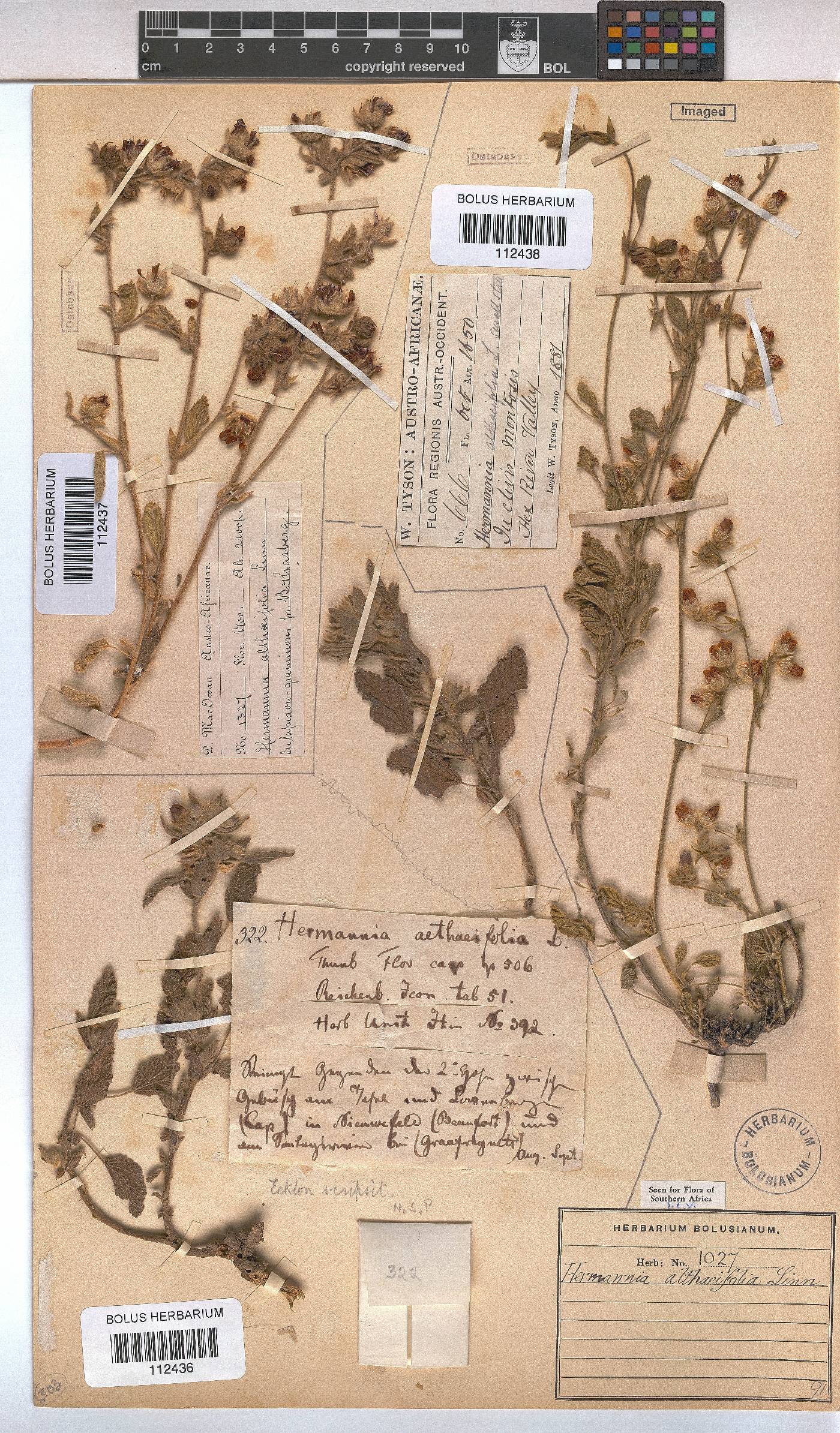 Hermannia althaeifolia image