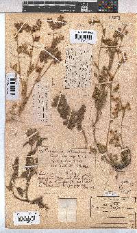 Hermannia althaeifolia image