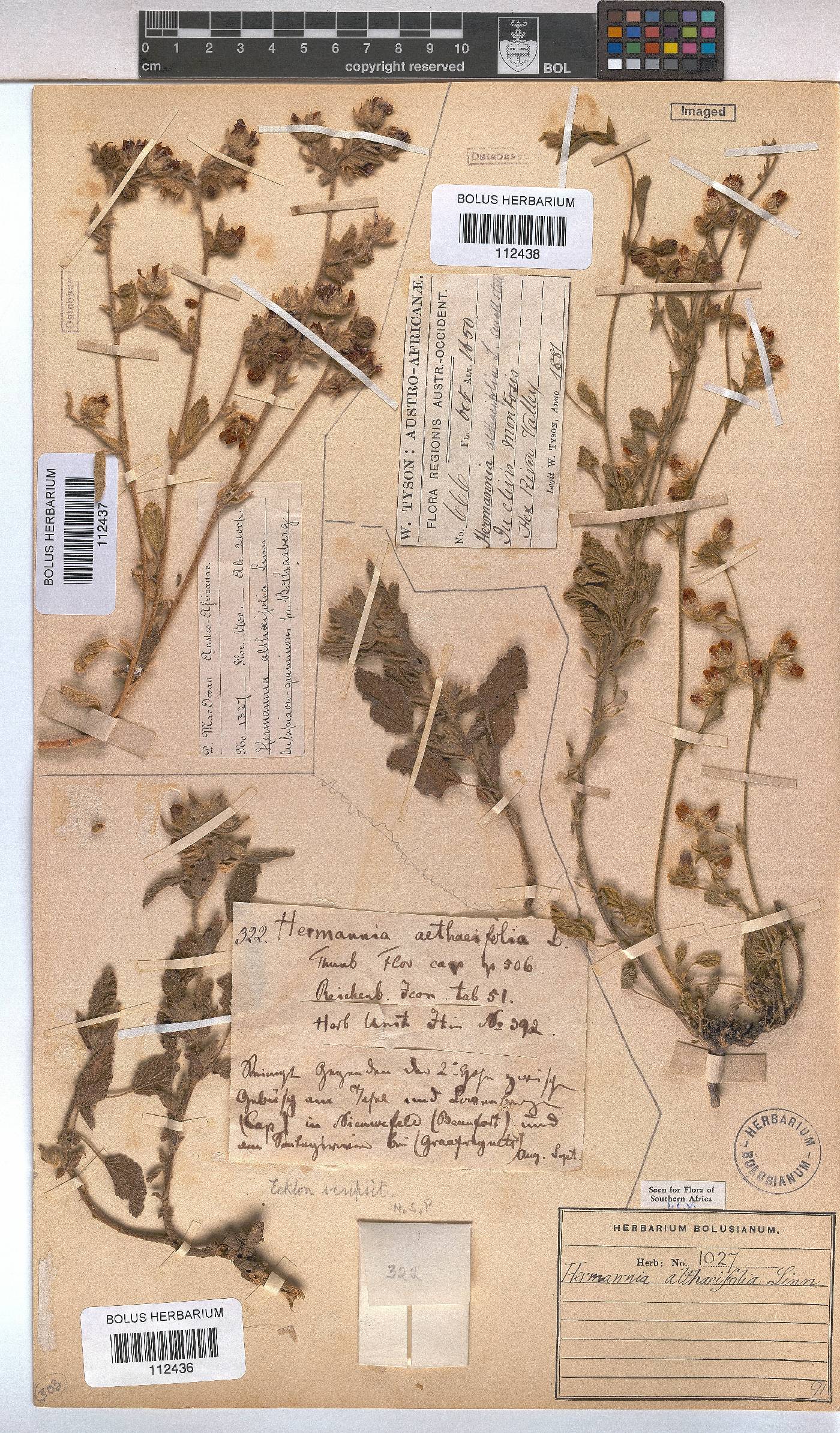 Hermannia althaeifolia image