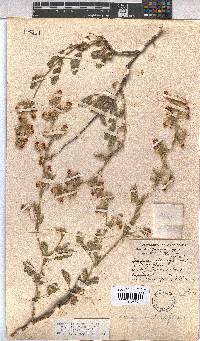 Hermannia althaeifolia image