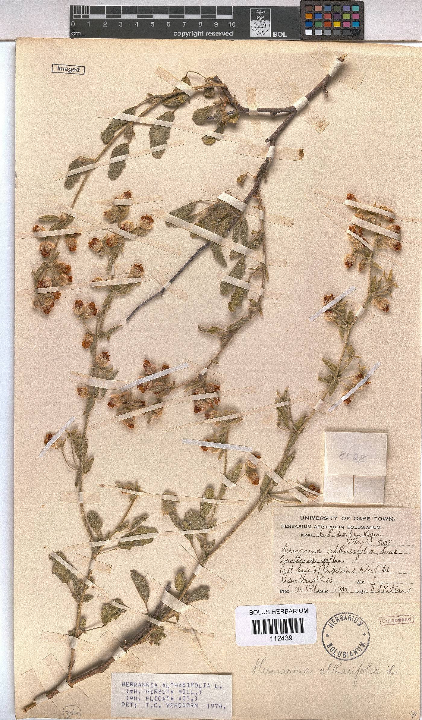 Hermannia althaeifolia image
