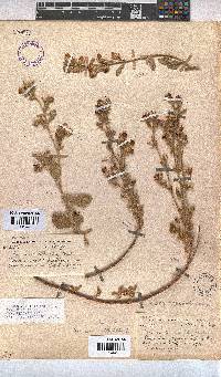 Hermannia althaeifolia image