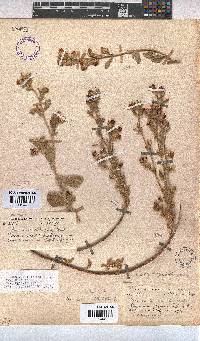 Hermannia althaeifolia image