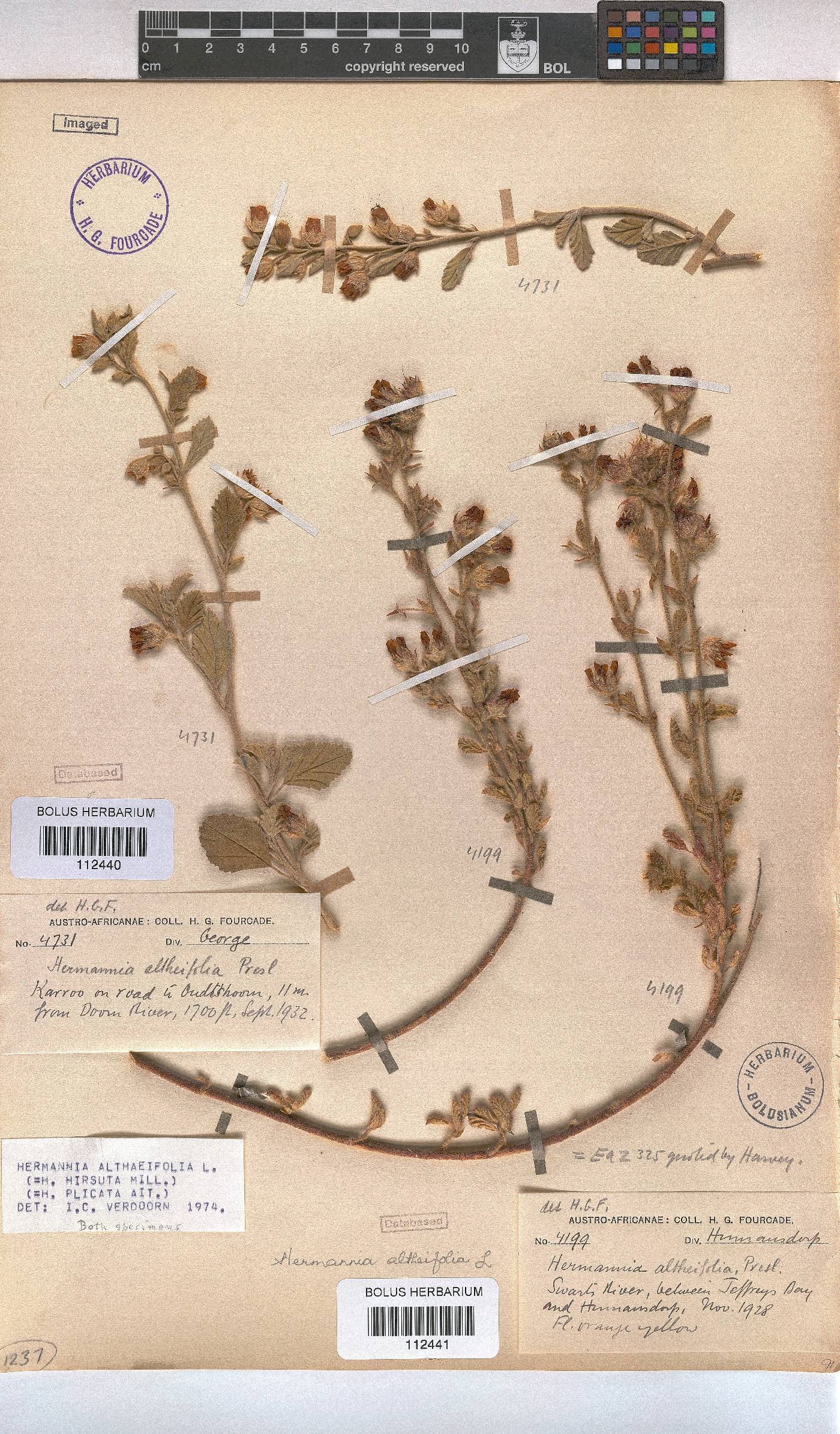 Hermannia althaeifolia image