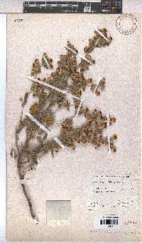 Hermannia althaeifolia image