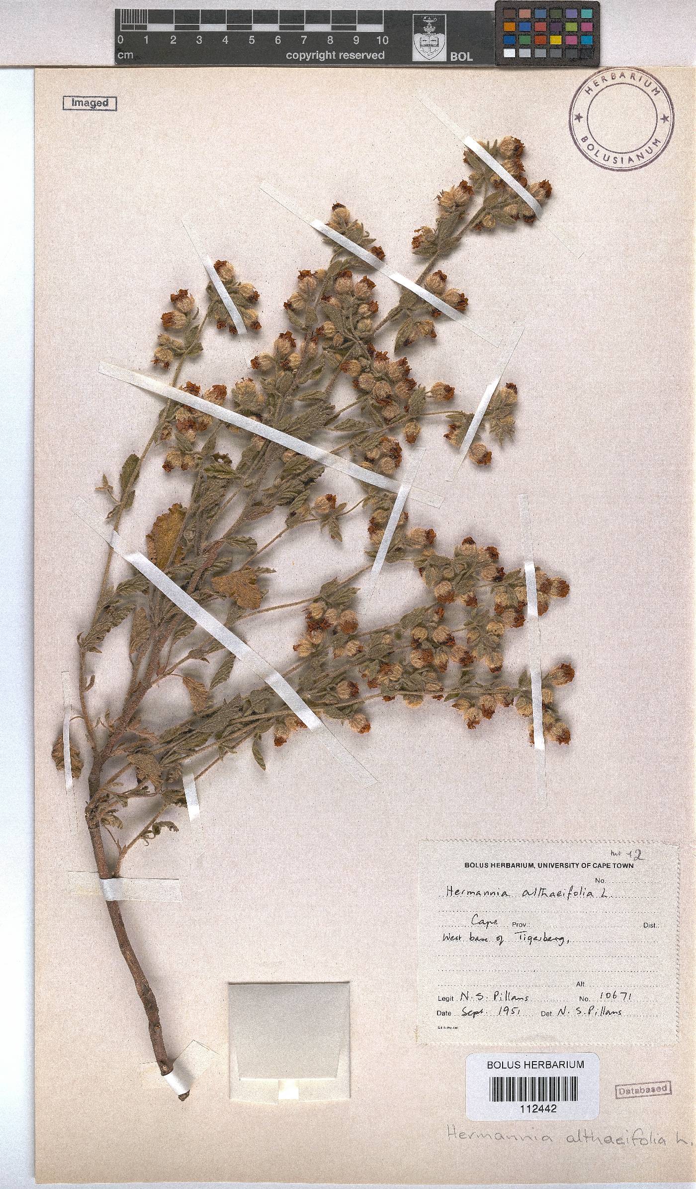Hermannia althaeifolia image