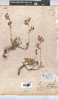 Hermannia althaeifolia image