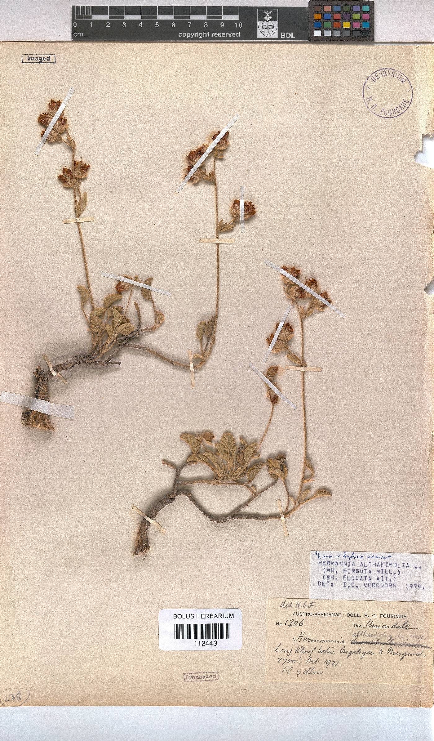 Hermannia althaeifolia image