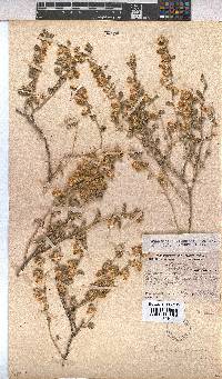 Hermannia johanssenii image