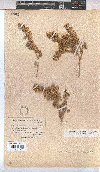 Hermannia johanssenii image