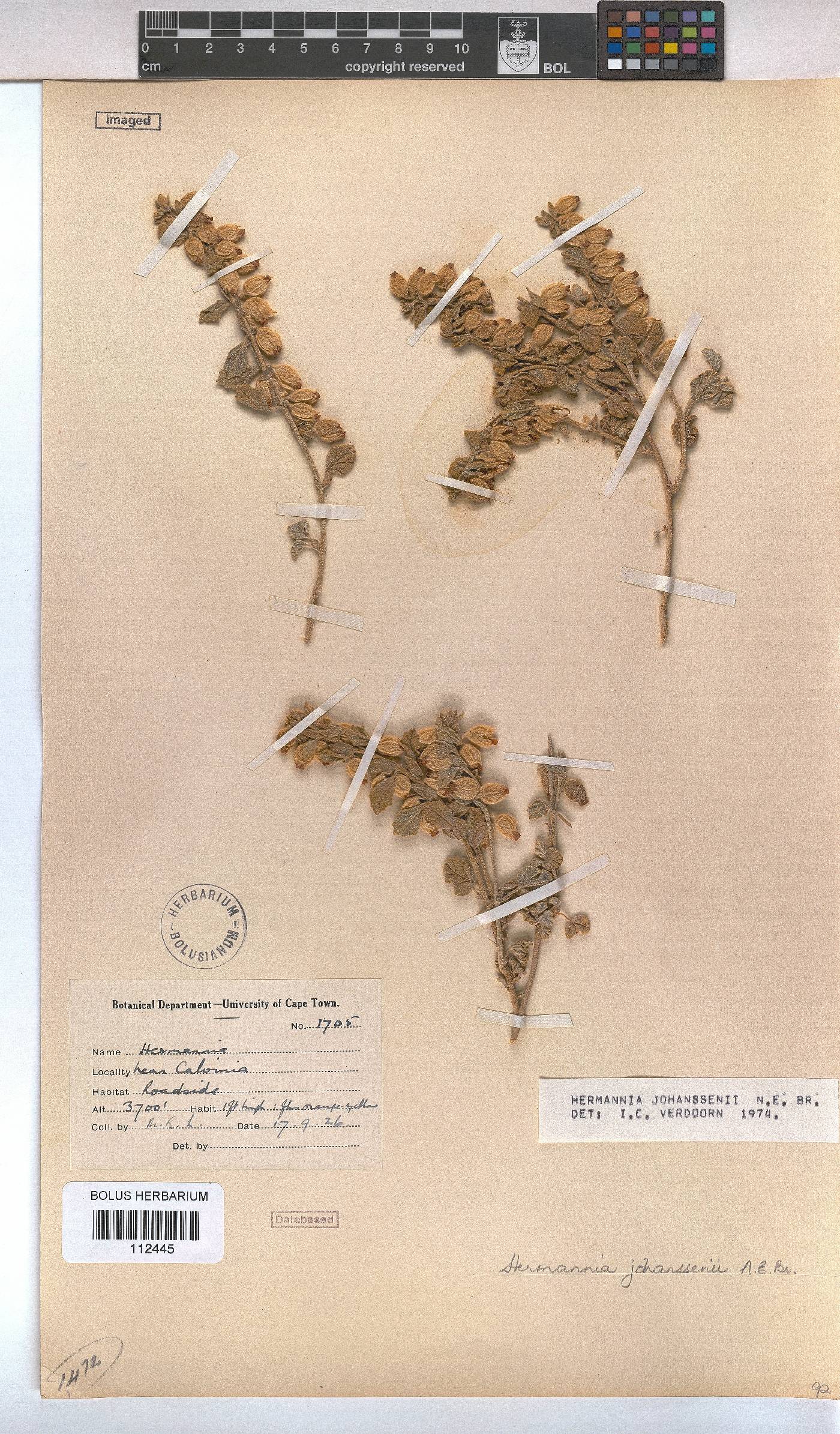 Hermannia johanssenii image
