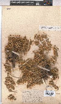 Hermannia johanssenii image