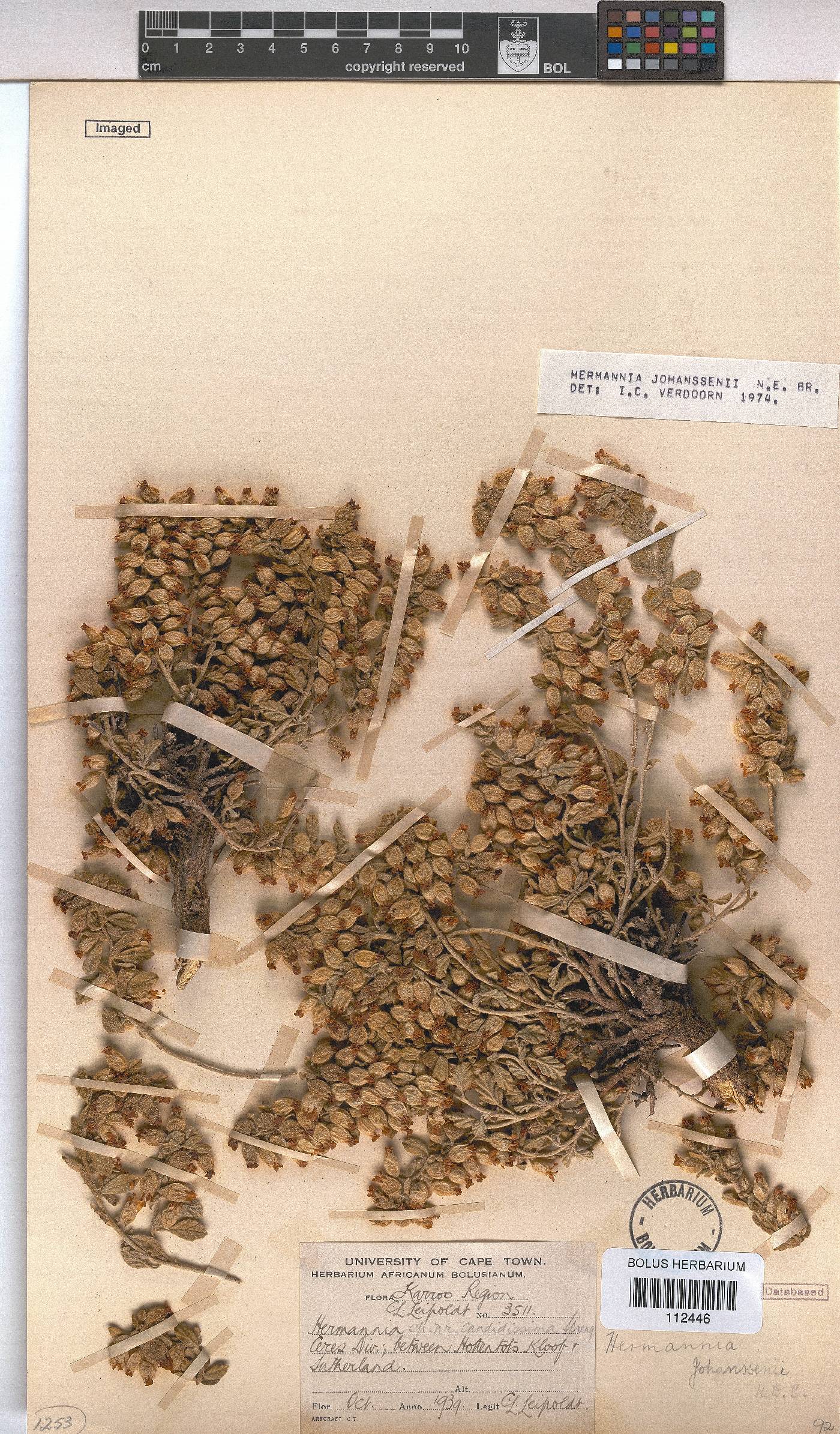 Hermannia johanssenii image