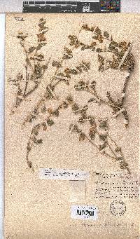 Hermannia johanssenii image
