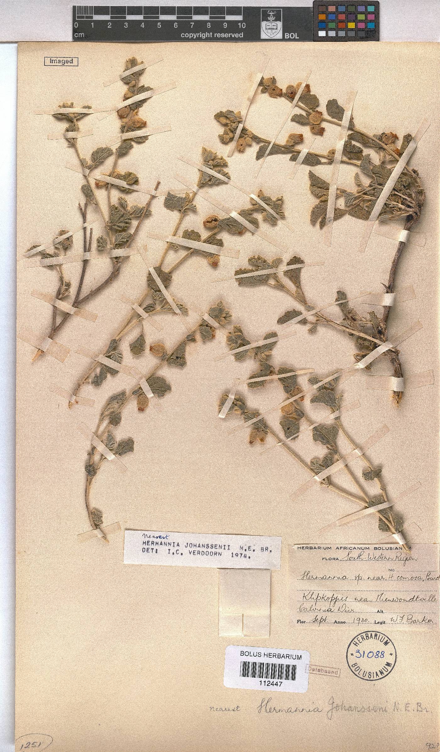 Hermannia johanssenii image