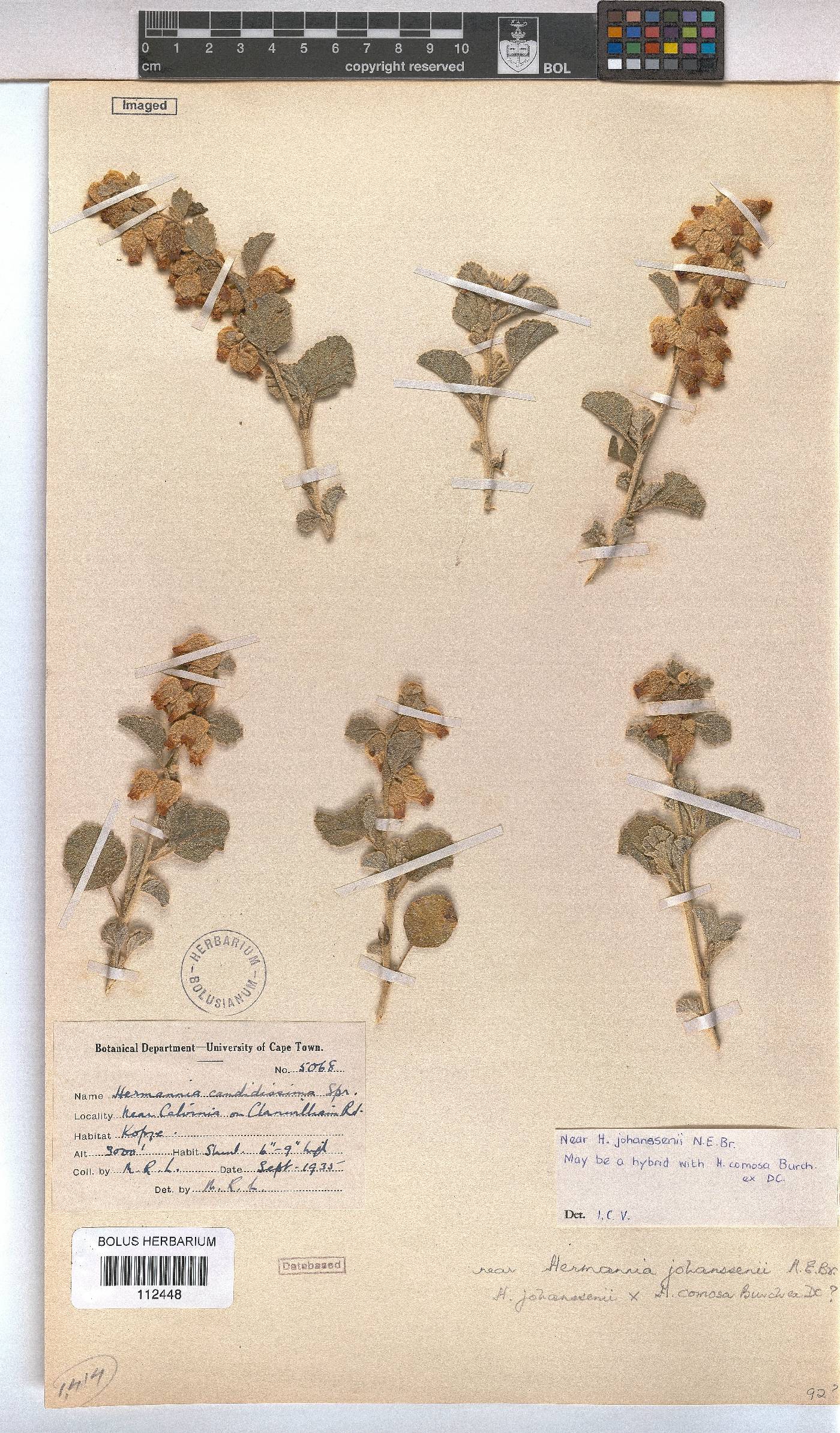 Hermannia johanssenii image