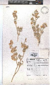 Hermannia comosa image